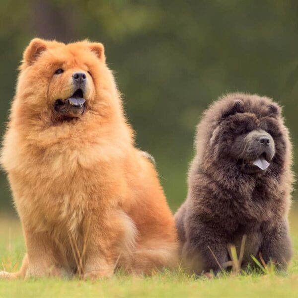 اسلایدر چاو چاو