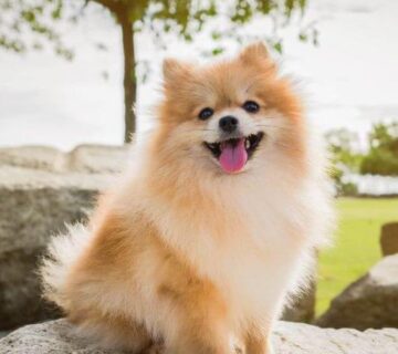 سگ پامرانین