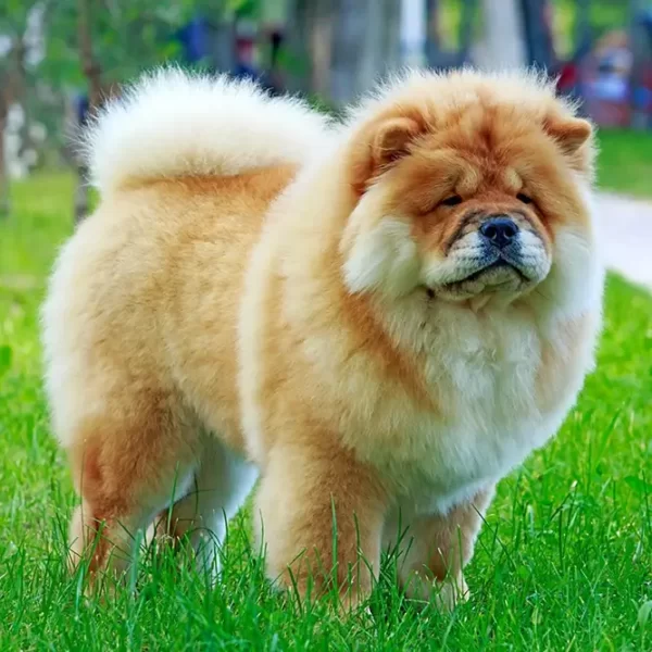 نژاد چاوچاو