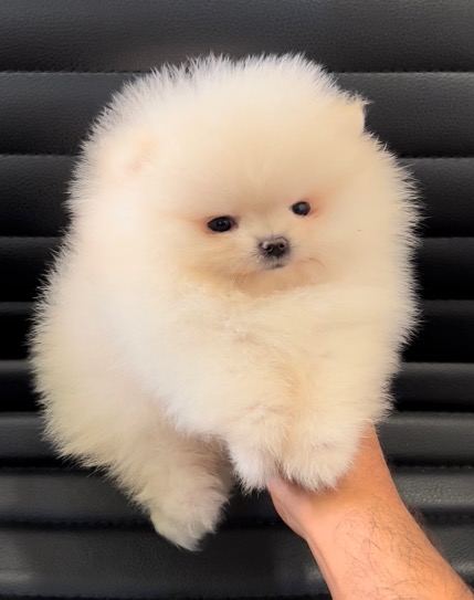 نژاد پامرانین 