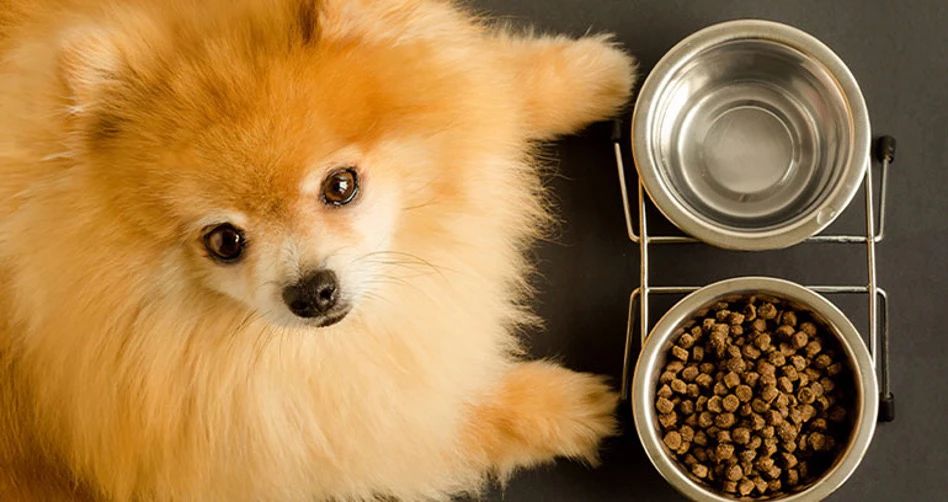 بررسی شرایط نگهداری سگ پامرانین