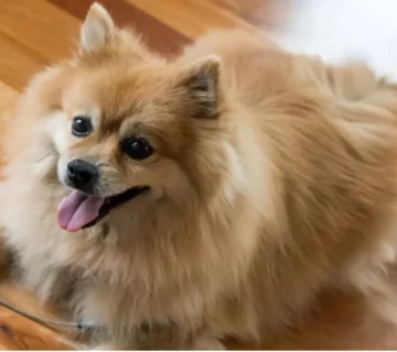 نحوه تربیت سگ پامرانین