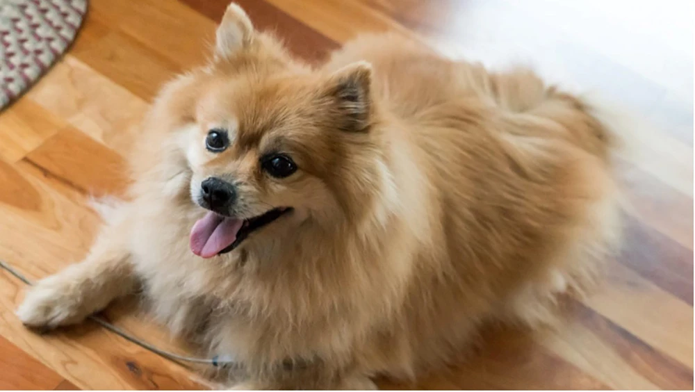 نحوه تربیت سگ پامرانین