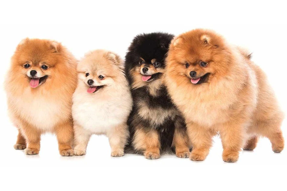 نحوه تربیت سگ پامرانین