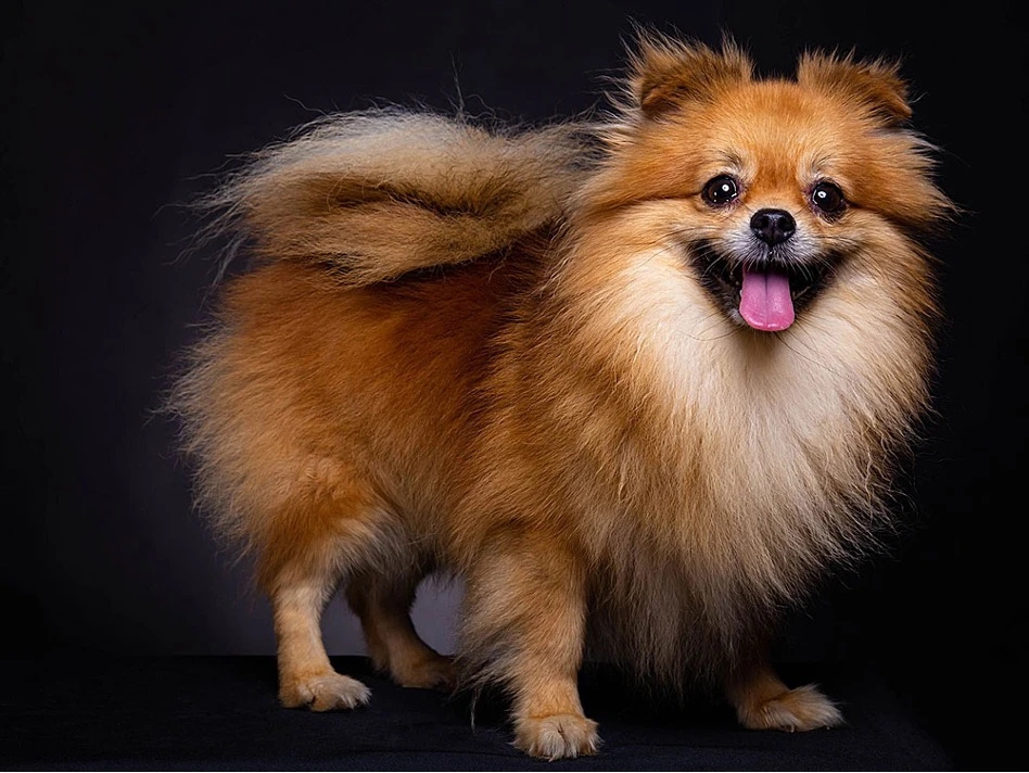 نکات تغذیه سگ نژاد پامرانین