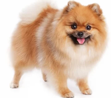 نکات تغذیه سگ نژاد پامرانین