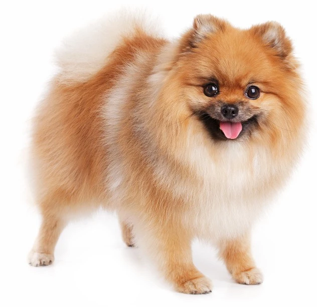 نکات تغذیه سگ نژاد پامرانین