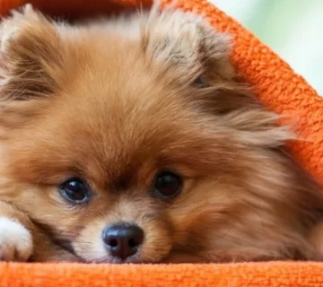 بررسی چالش های سگ پامرانین