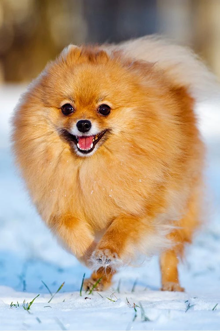 بررسی چالش های سگ پامرانین