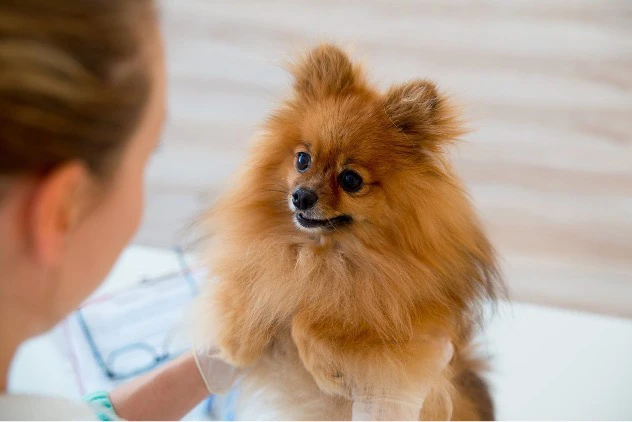 بررسی چالش های سگ پامرانین