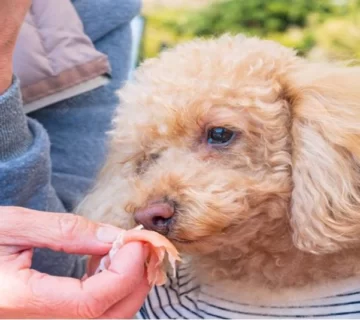 معرفی غذای نژاد پودل
