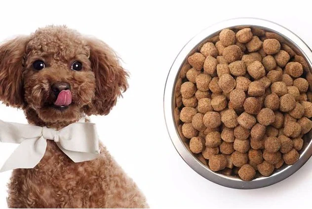 معرفی غذای نژاد پودل