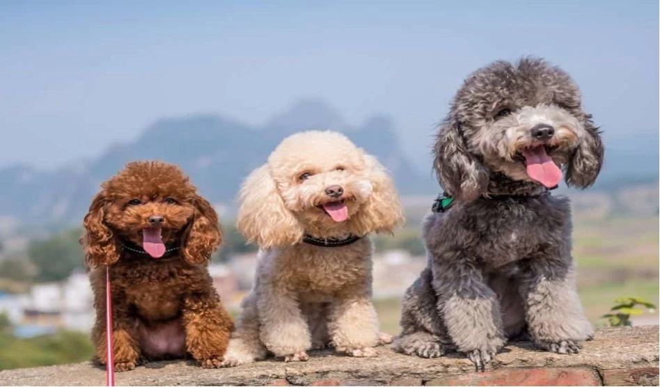 انواع نژاد پودل