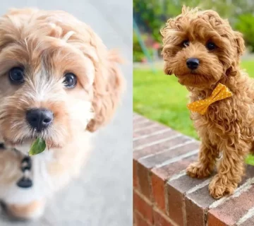 انواع نژاد پودل