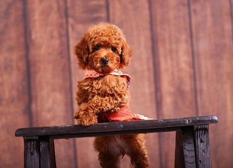 راهنمای کامل برای شرایط نگهداری نژاد پودل