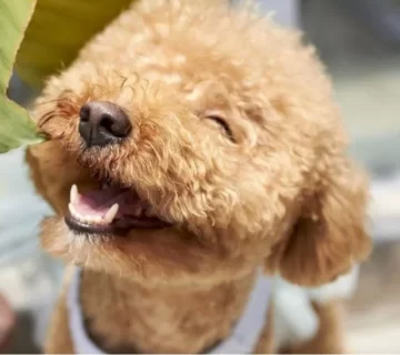 راهنمای کامل برای شرایط نگهداری نژاد پودل