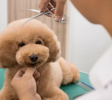 چالش های سگ نژاد پودل