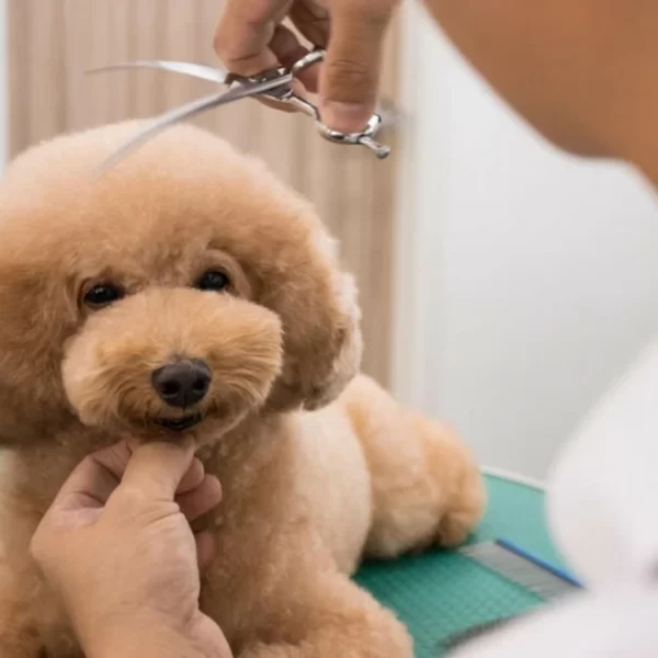 چالش های سگ نژاد پودل